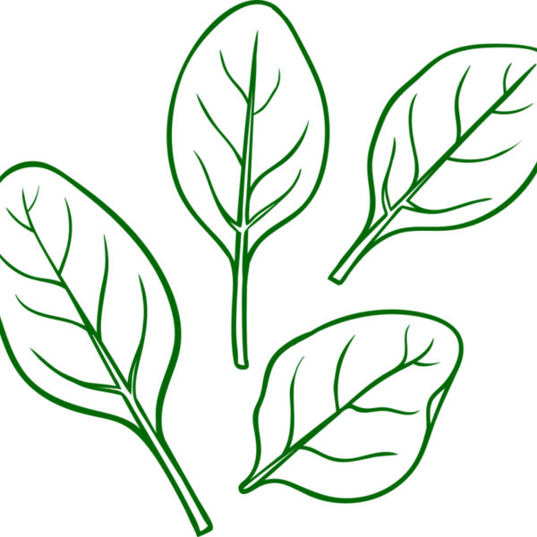 Spinach Miniaturansicht