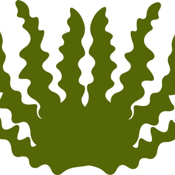 Sea Plant 2 Miniaturansicht